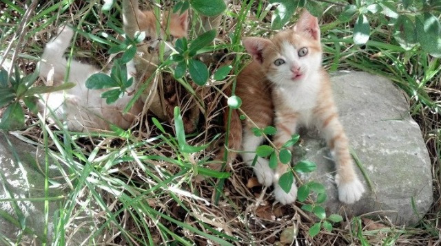 爱游戏官方-冬奥首次足球赛：塞内加尔以非洲速度征服寒地球场，塞内加尔 男足